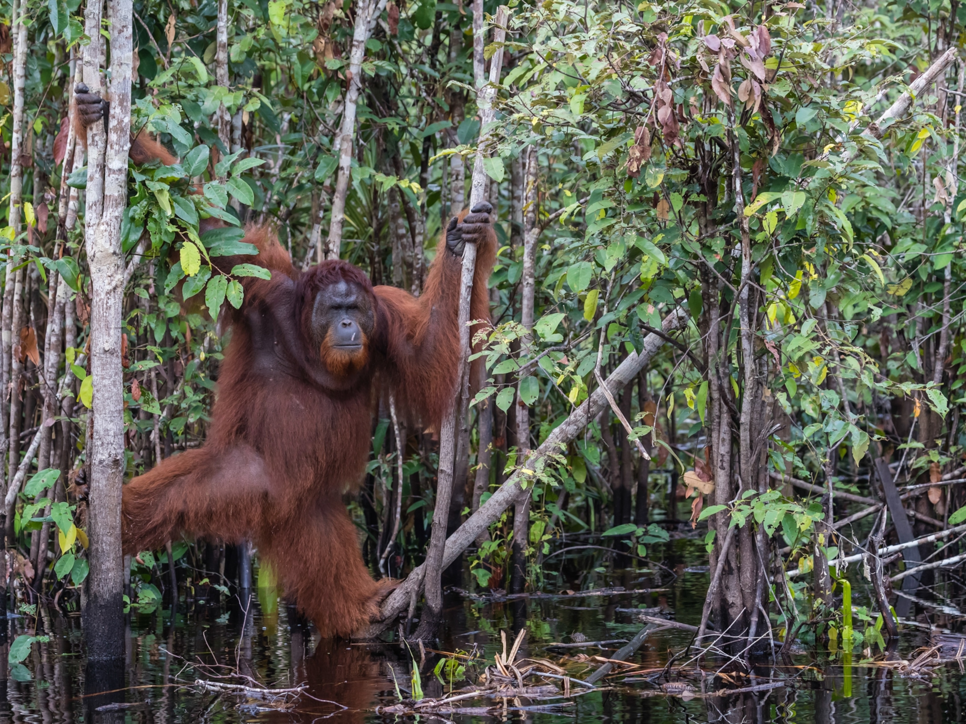 Detail Images Of An Orangutan Nomer 55