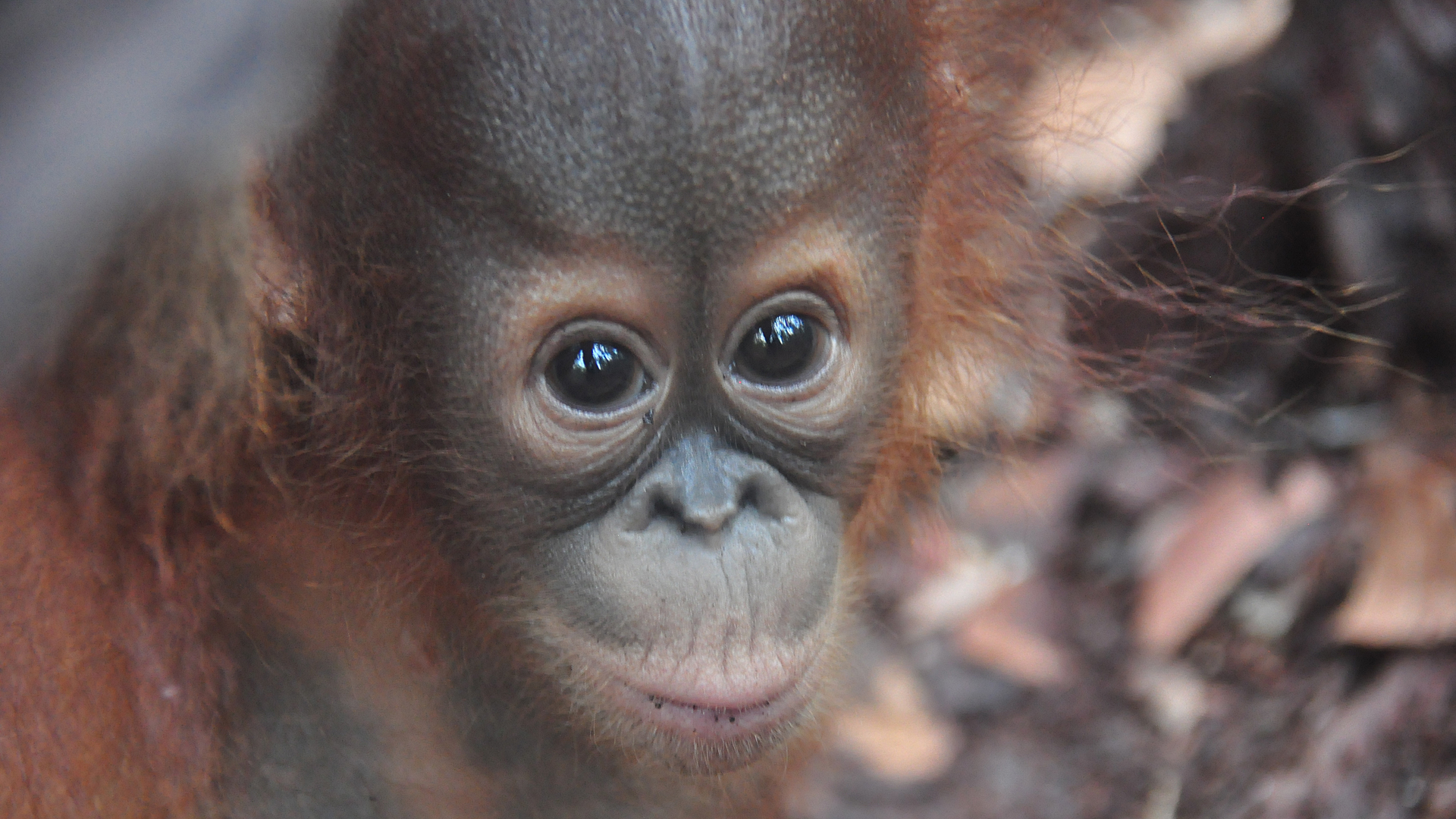 Detail Images Of An Orangutan Nomer 57