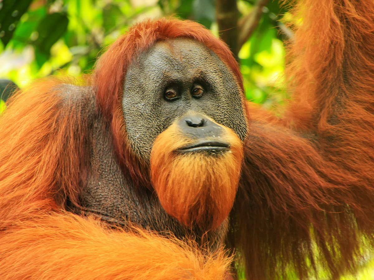 Detail Images Of An Orangutan Nomer 8