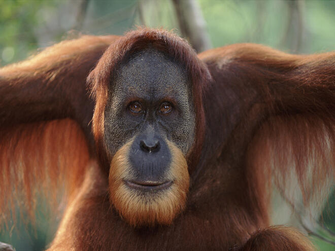 Detail Images Of An Orangutan Nomer 10