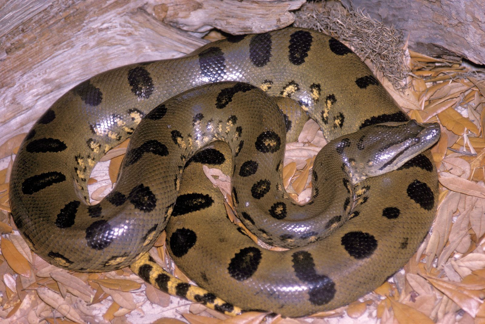 Detail Images Of Anacondas Nomer 2
