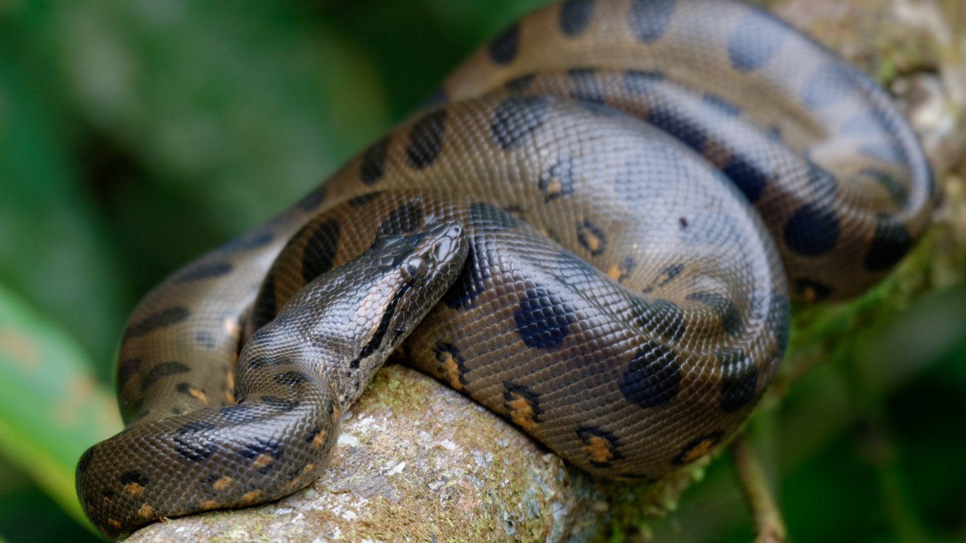 Detail Images Of Anacondas Nomer 11