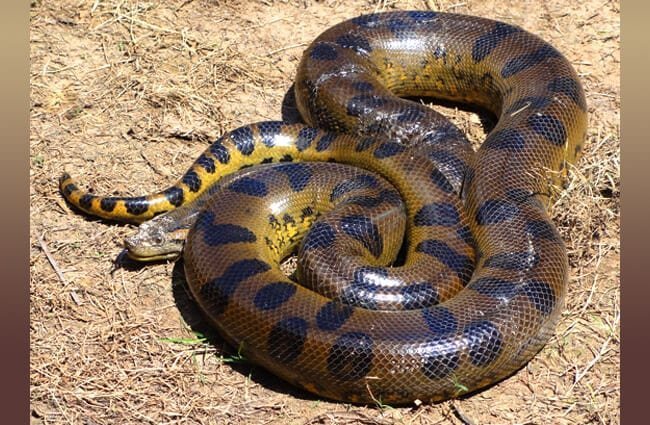 Detail Images Of Anacondas Nomer 14
