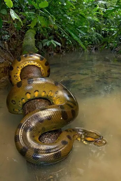 Detail Images Of Anacondas Nomer 15