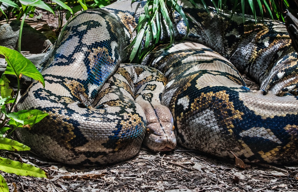 Detail Images Of Anacondas Nomer 16