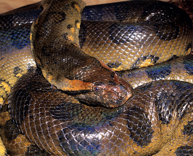 Detail Images Of Anacondas Nomer 17