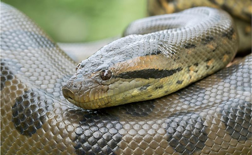 Detail Images Of Anacondas Nomer 18