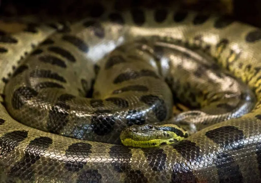 Detail Images Of Anacondas Nomer 19