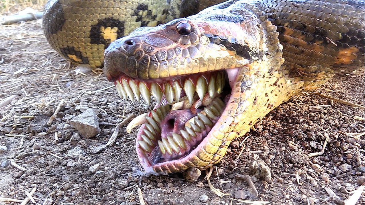 Detail Images Of Anacondas Nomer 3