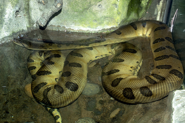 Detail Images Of Anacondas Nomer 25
