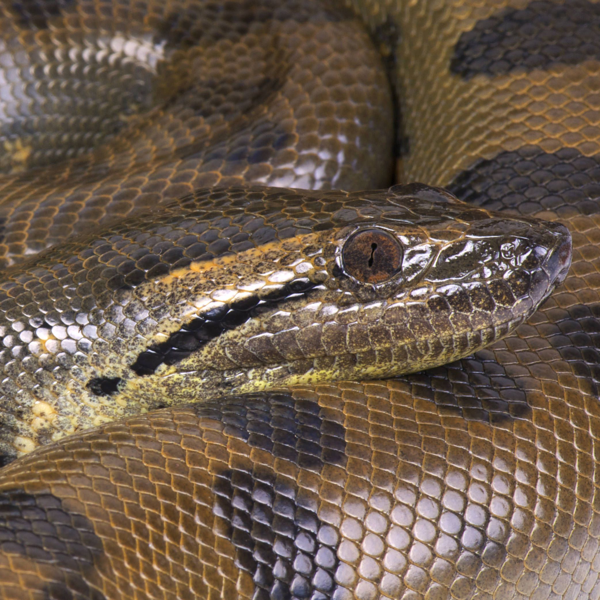 Detail Images Of Anacondas Nomer 32