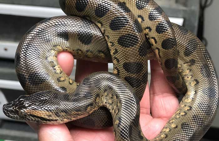 Detail Images Of Anacondas Nomer 37