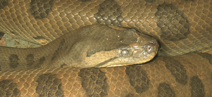 Detail Images Of Anacondas Nomer 39