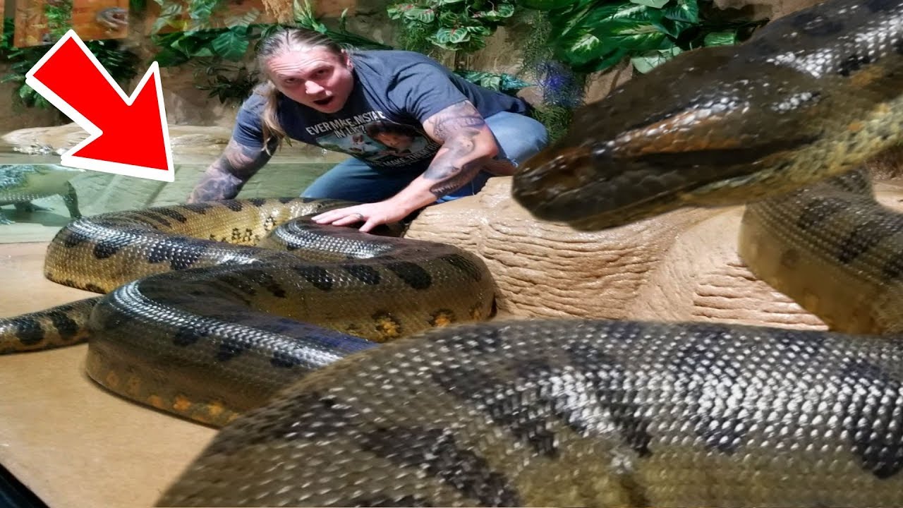 Detail Images Of Anacondas Nomer 5