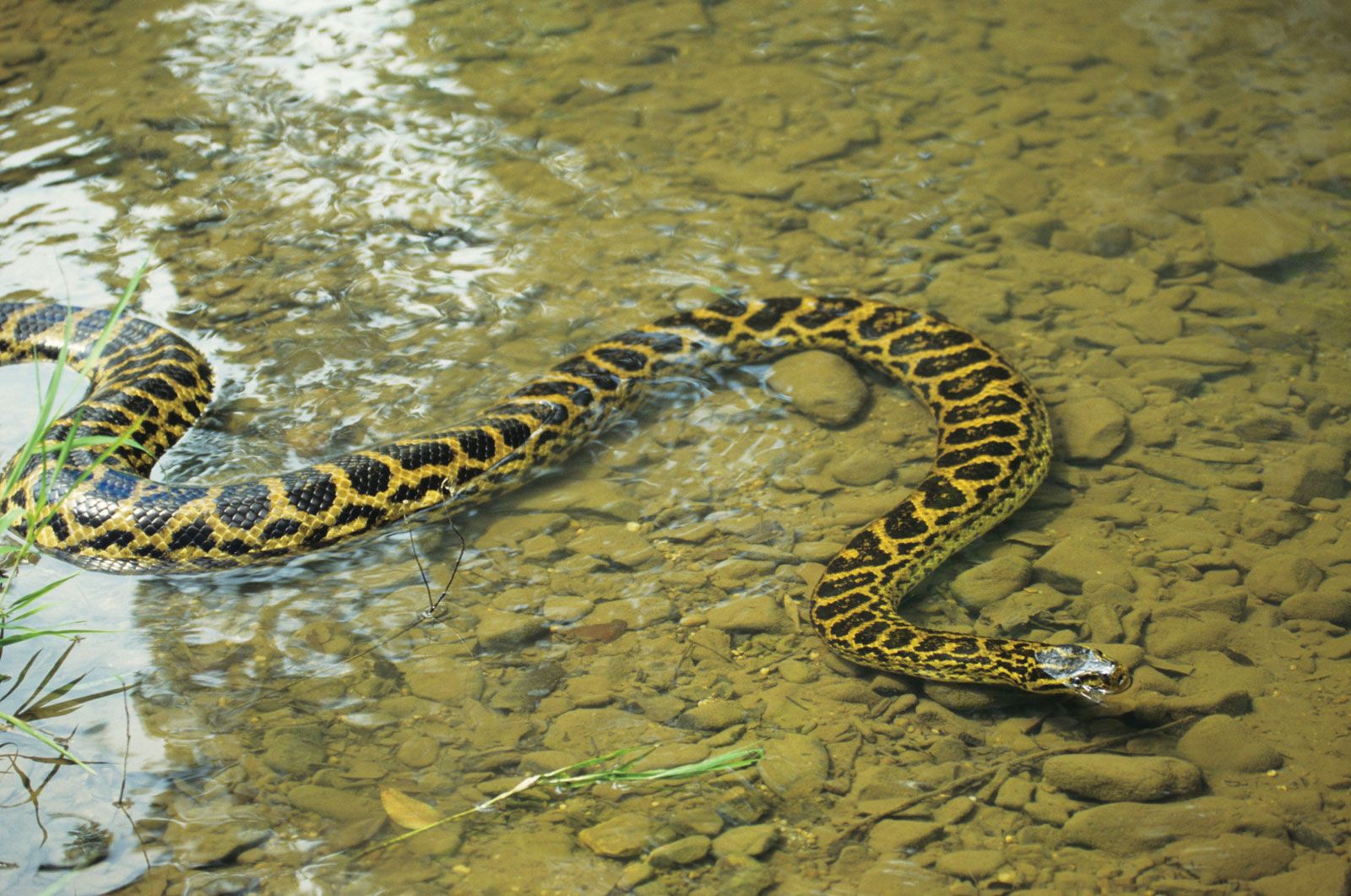 Detail Images Of Anacondas Nomer 41