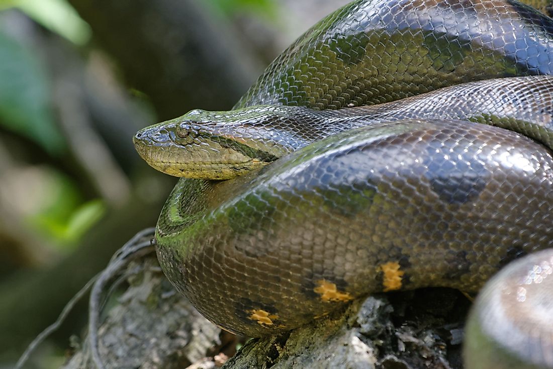 Detail Images Of Anacondas Nomer 45