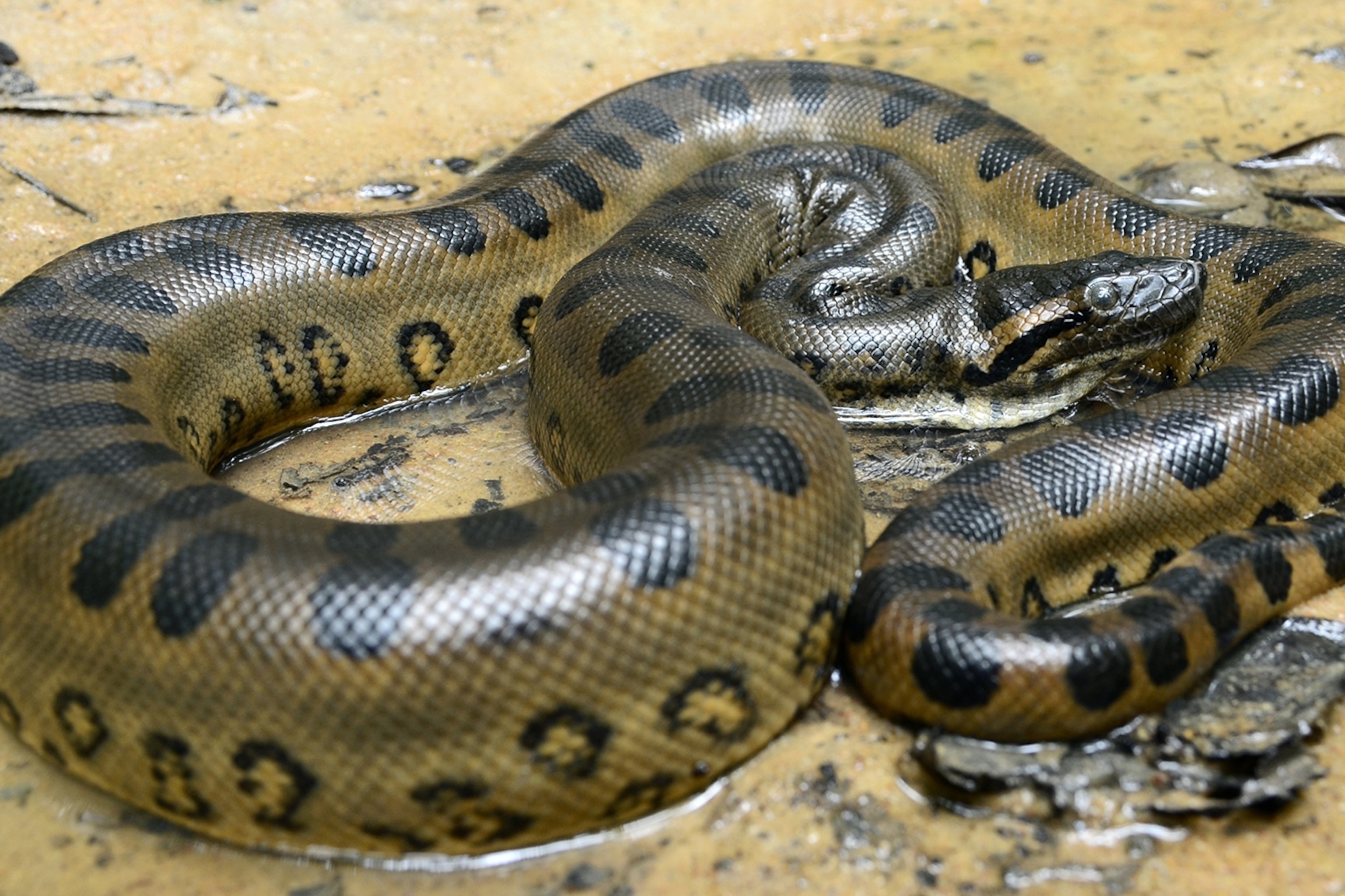 Detail Images Of Anacondas Nomer 7