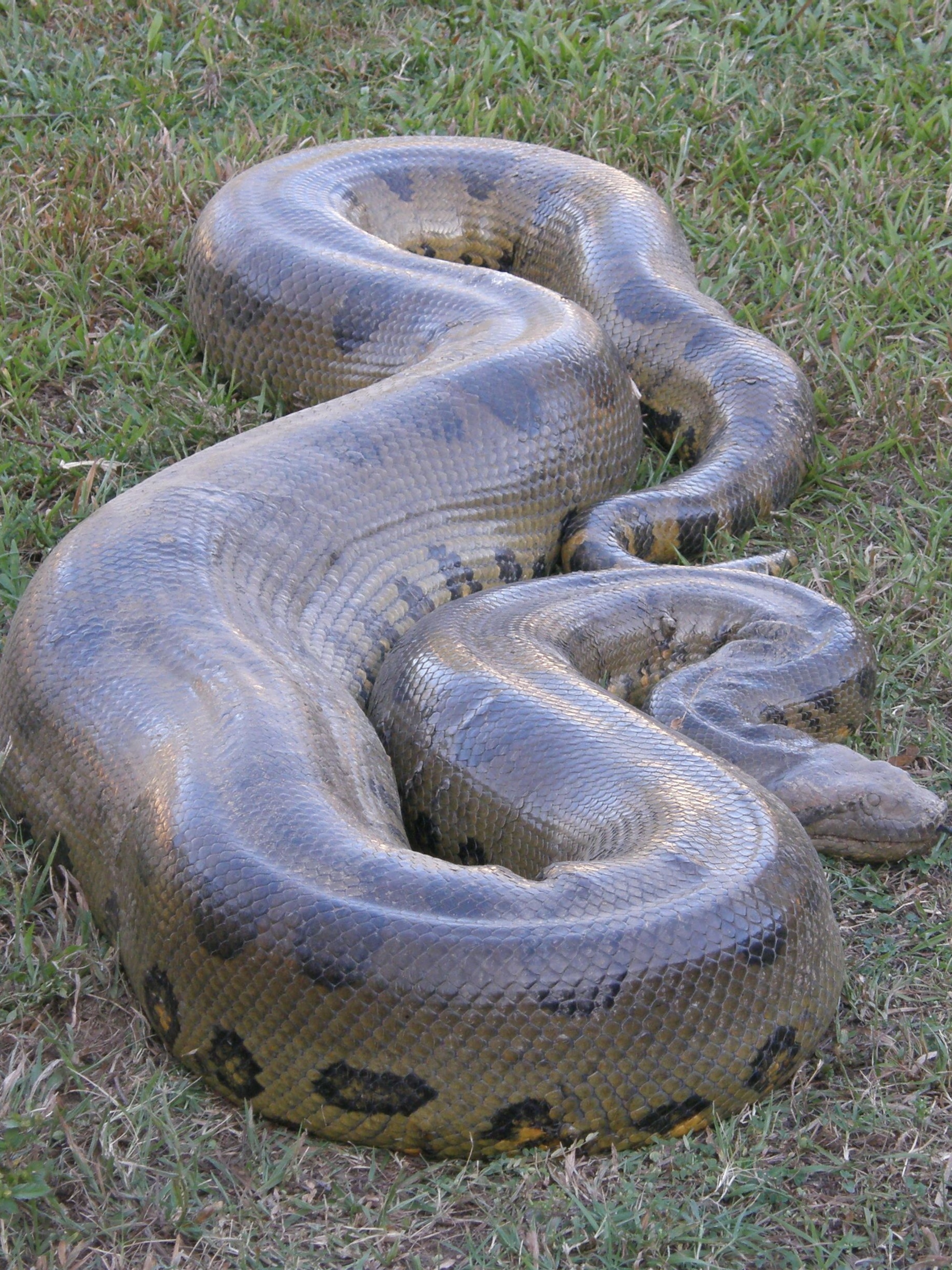 Detail Images Of Anacondas Nomer 8