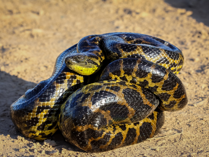 Detail Images Of Anacondas Nomer 10