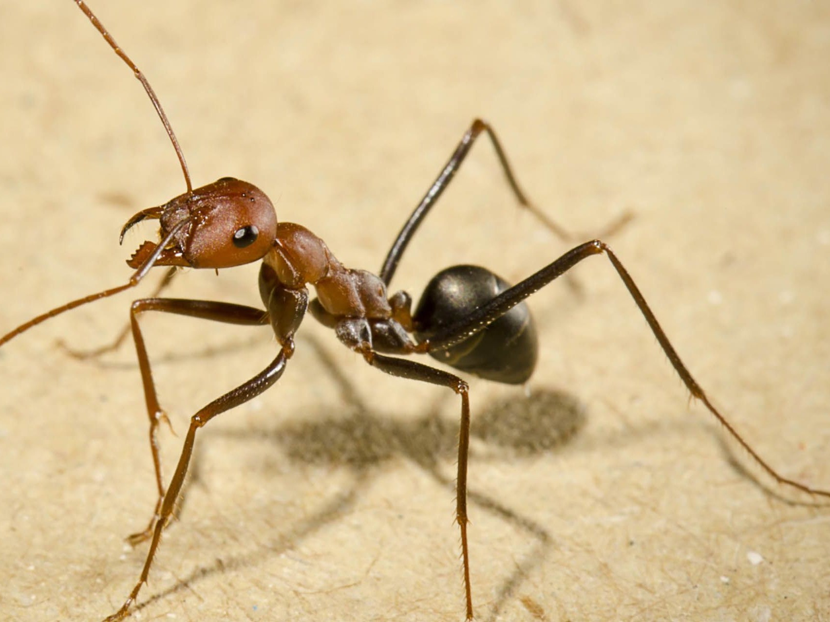 Detail Images Of Ants Nomer 20