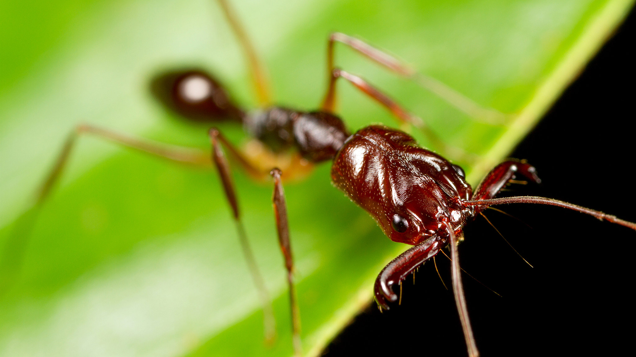 Detail Images Of Ants Nomer 32