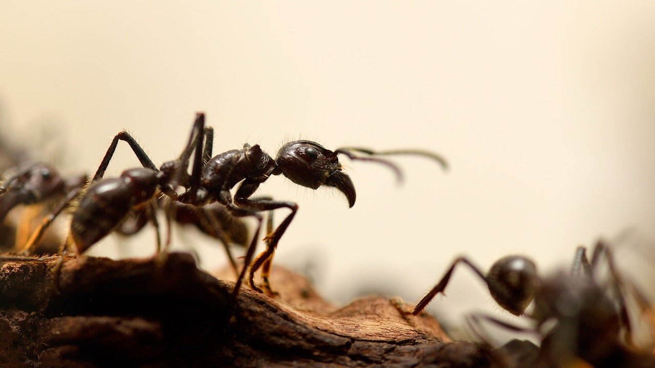 Detail Images Of Ants Nomer 34