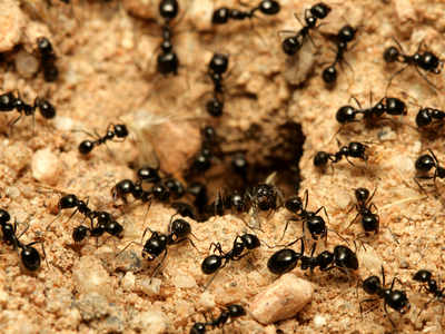 Detail Images Of Ants Nomer 7