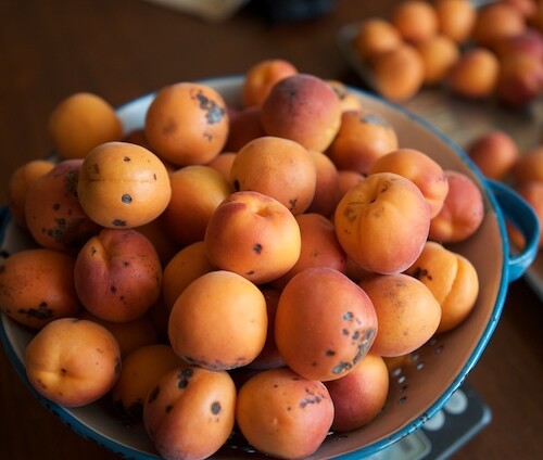 Detail Images Of Apricots Nomer 45