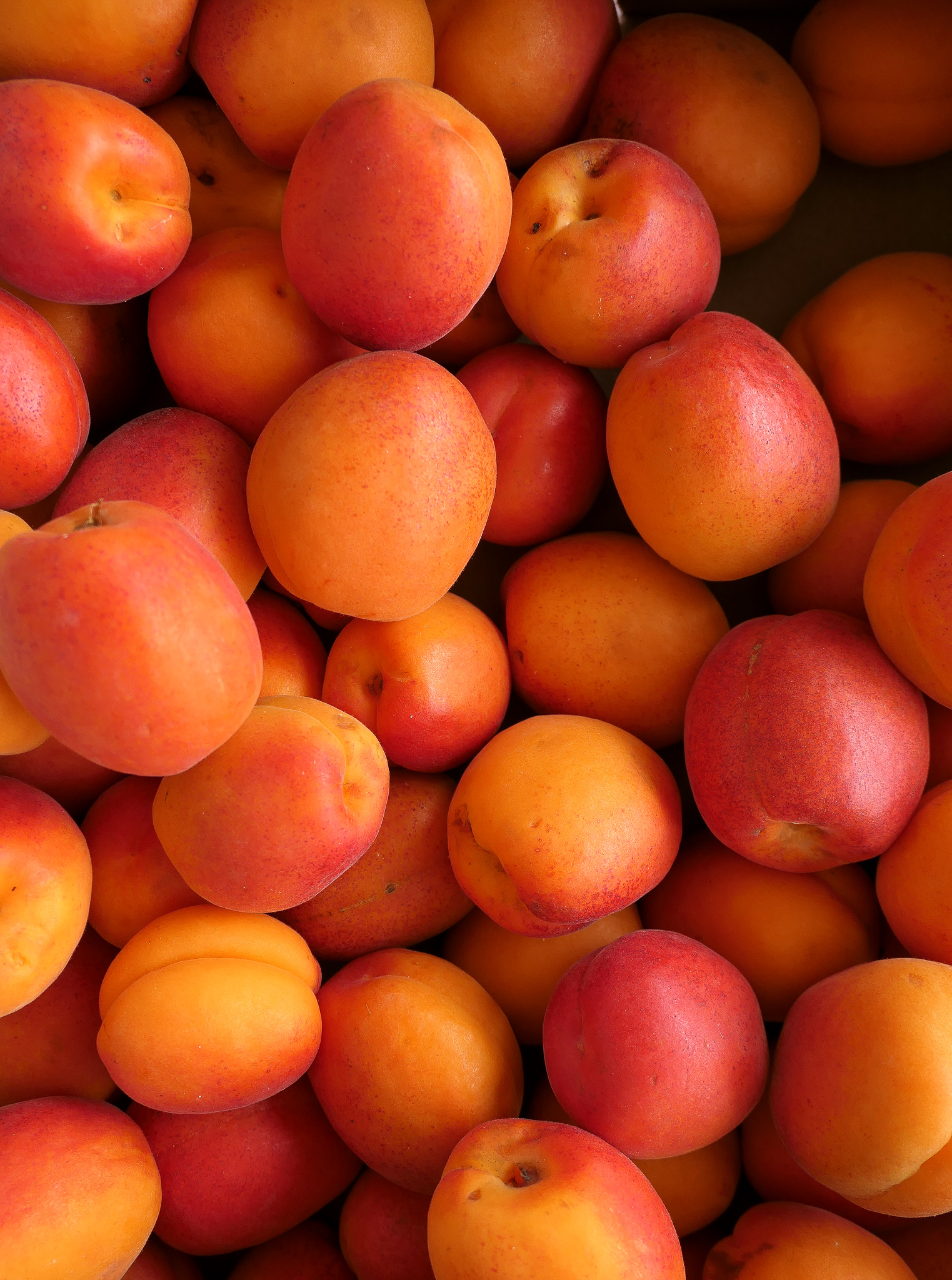 Detail Images Of Apricots Nomer 55