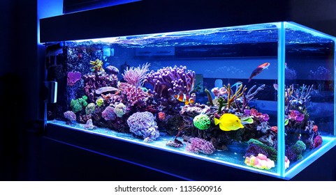 Detail Images Of Aquarium Nomer 4