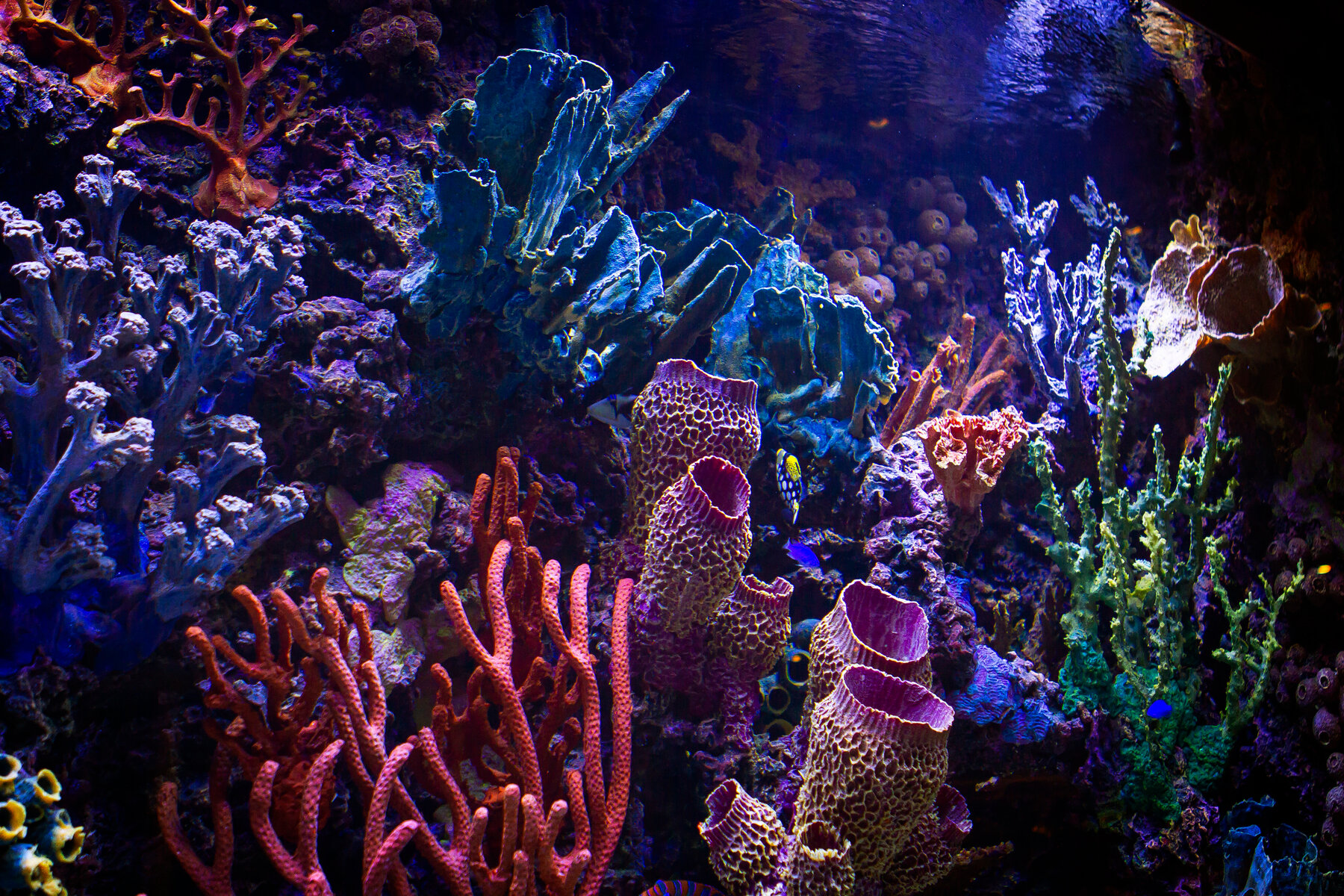 Detail Images Of Aquarium Nomer 9