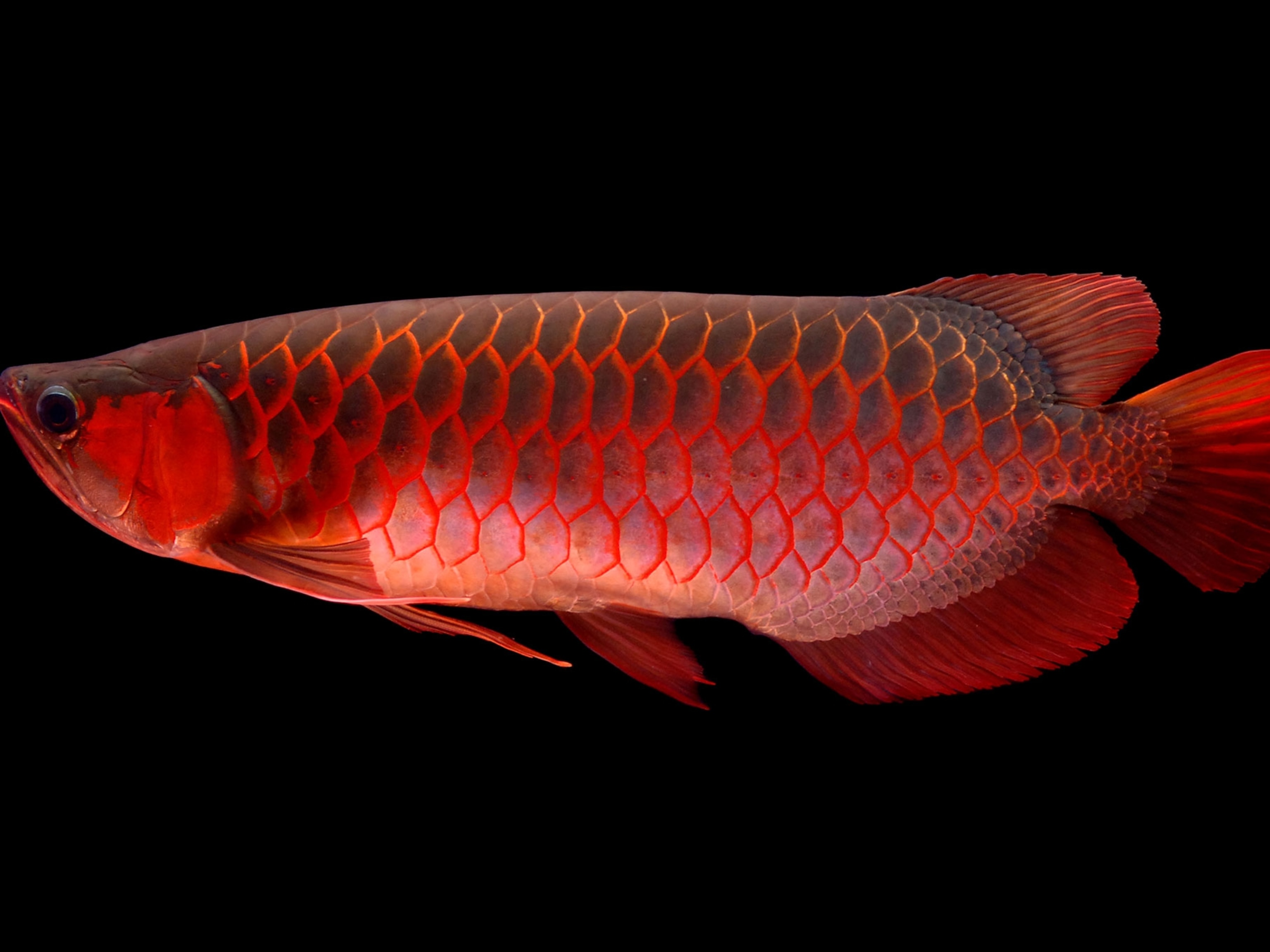 Detail Images Of Aquarium Fish Nomer 44