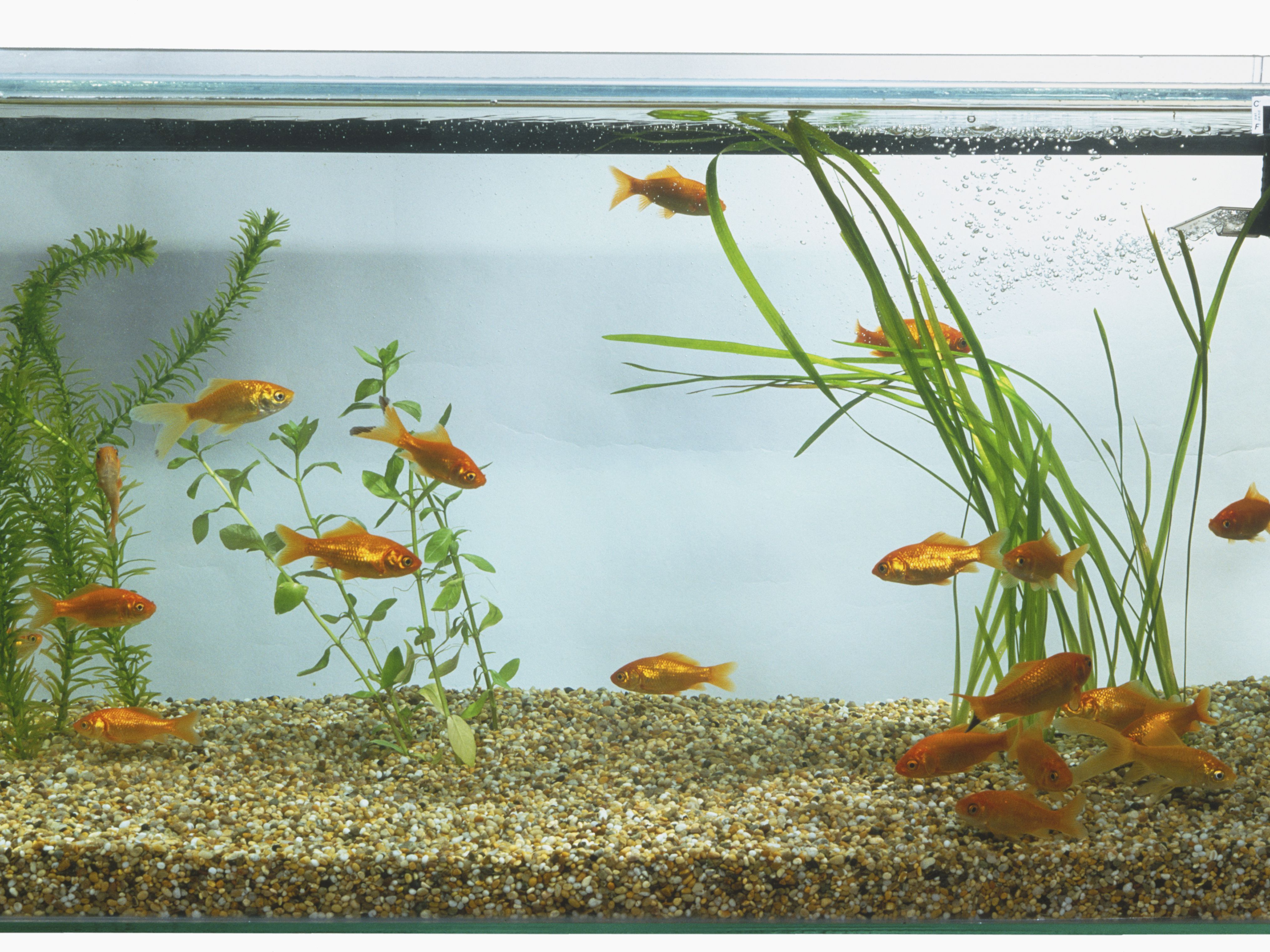 Detail Images Of Aquarium Fish Tank Nomer 12