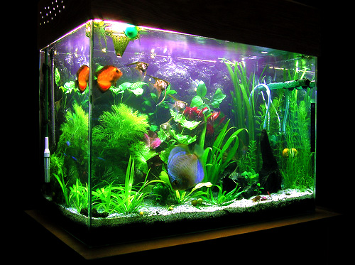 Detail Images Of Aquarium Fish Tank Nomer 4