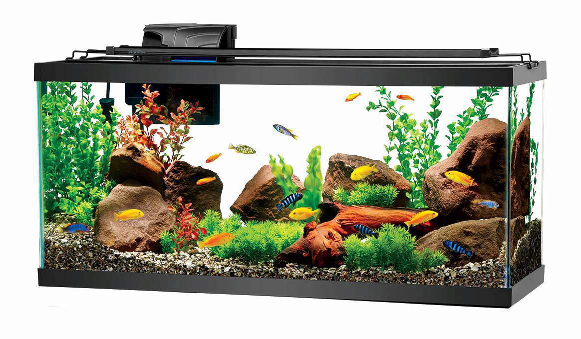 Detail Images Of Aquarium Fish Tank Nomer 5