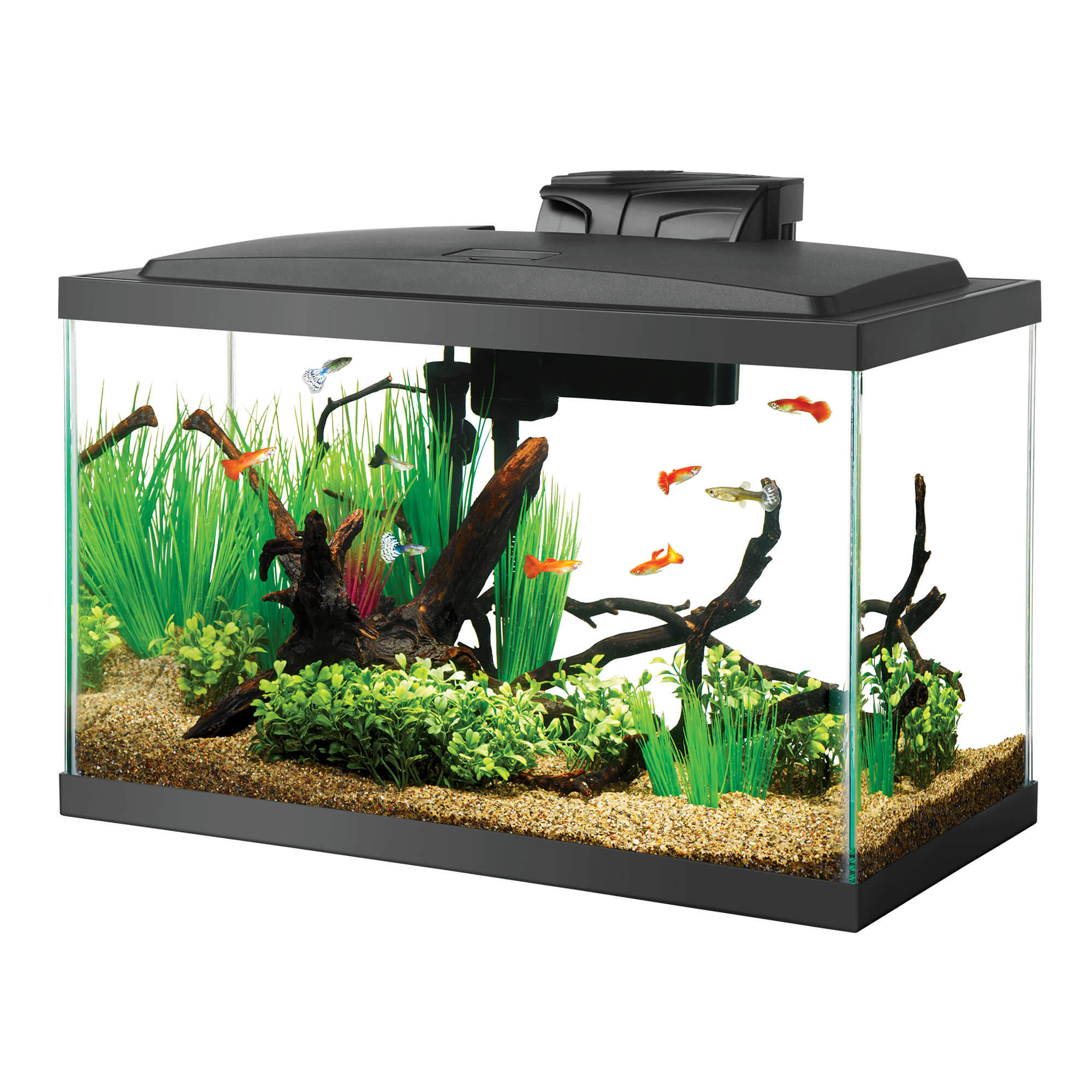 Detail Images Of Aquarium Fish Tank Nomer 54