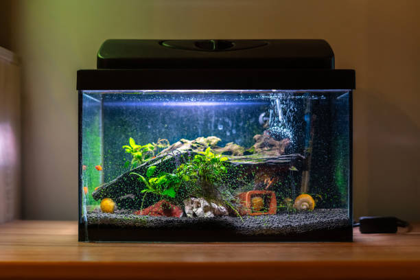 Detail Images Of Aquarium Fish Tank Nomer 7