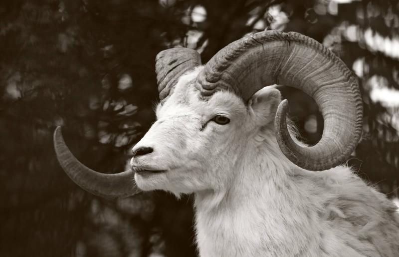 Detail Images Of Aries Sign Nomer 52