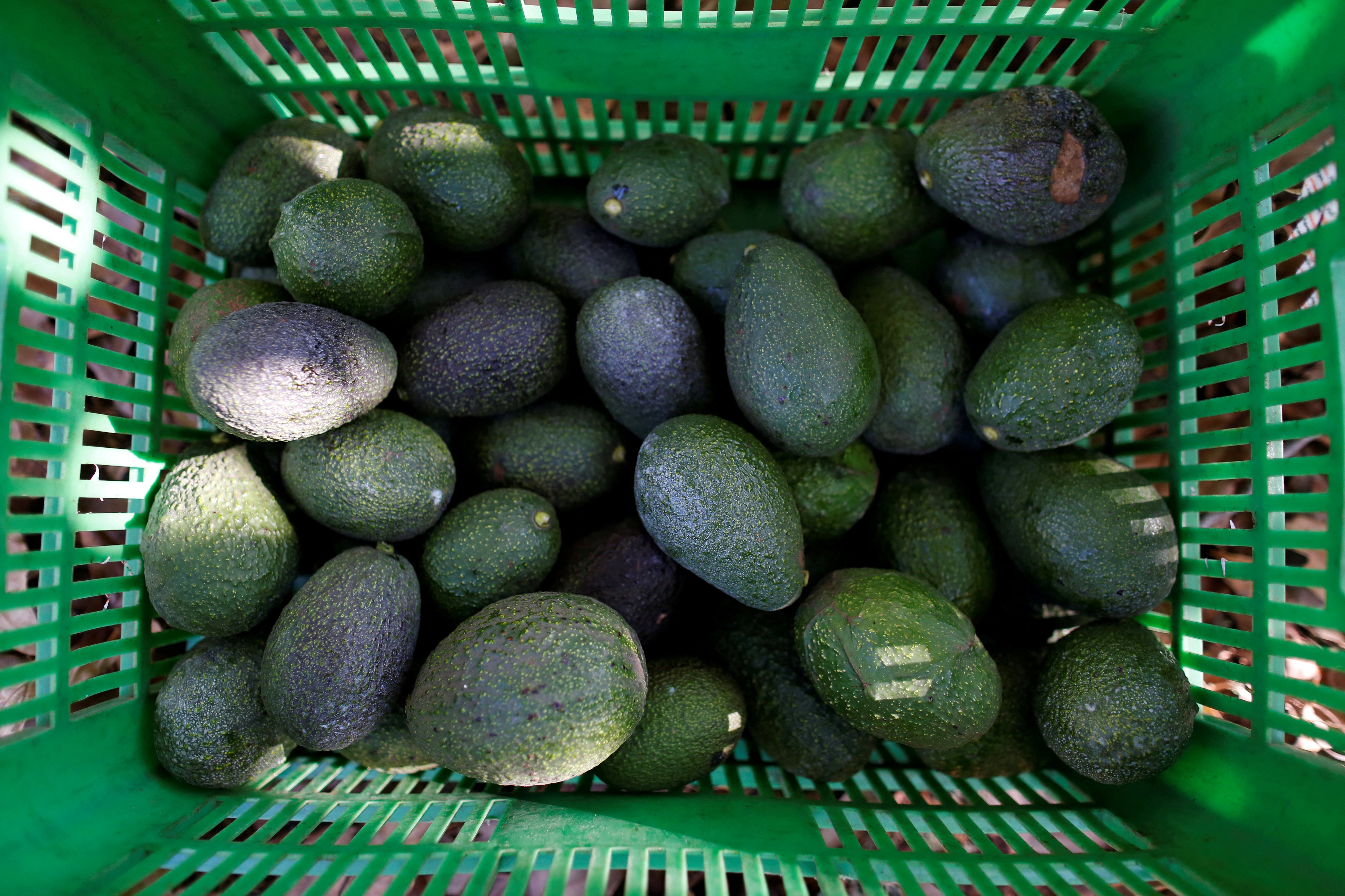 Detail Images Of Avocado Nomer 32