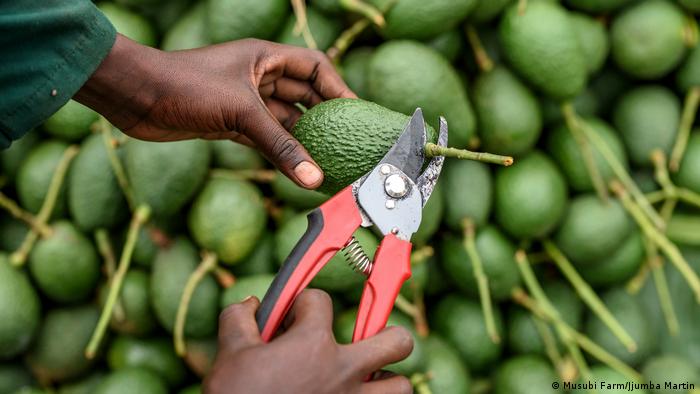 Detail Images Of Avocado Nomer 41