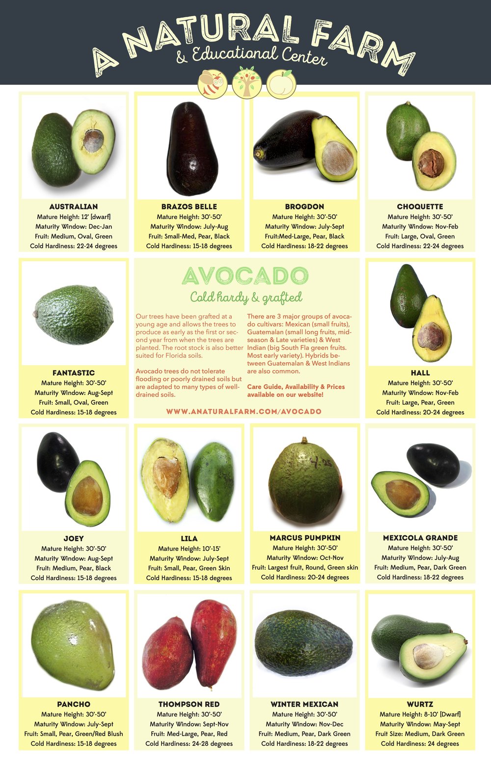 Detail Images Of Avocado Nomer 57