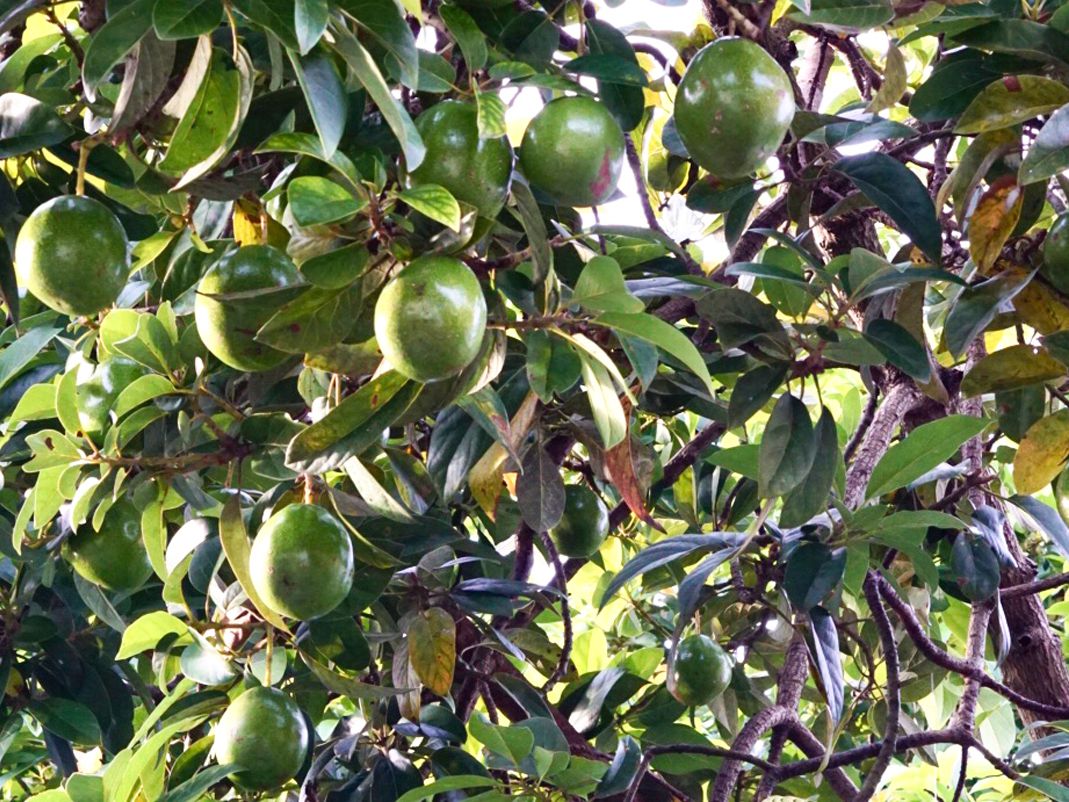 Detail Images Of Avocado Tree Nomer 2