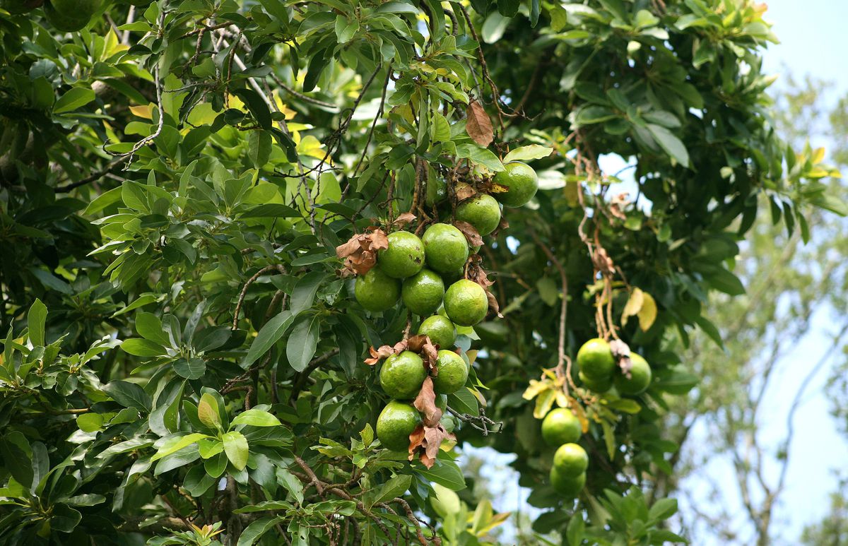 Detail Images Of Avocado Tree Nomer 16