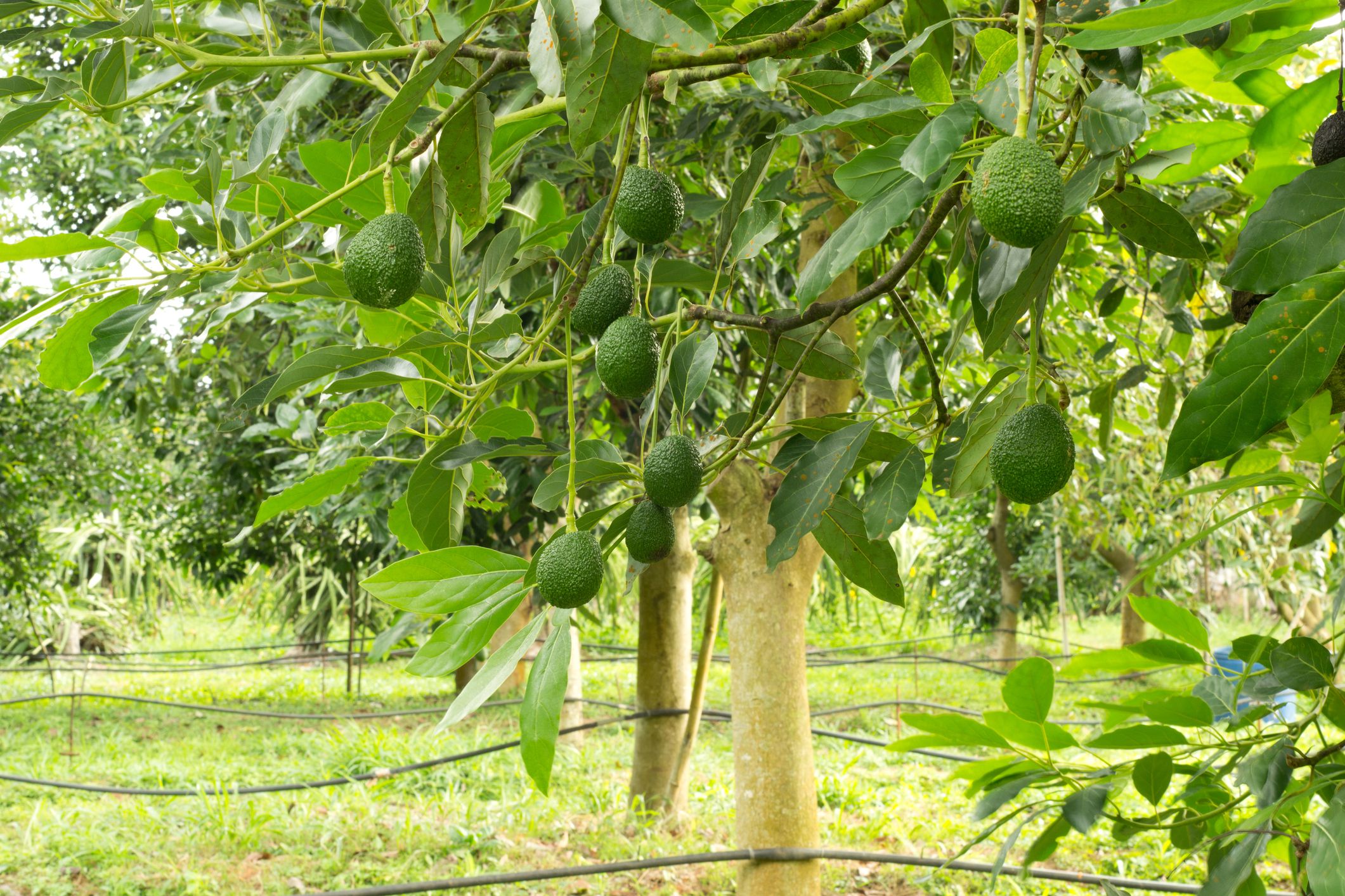 Detail Images Of Avocado Tree Nomer 3