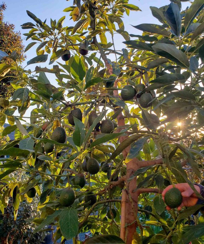 Detail Images Of Avocado Tree Nomer 33