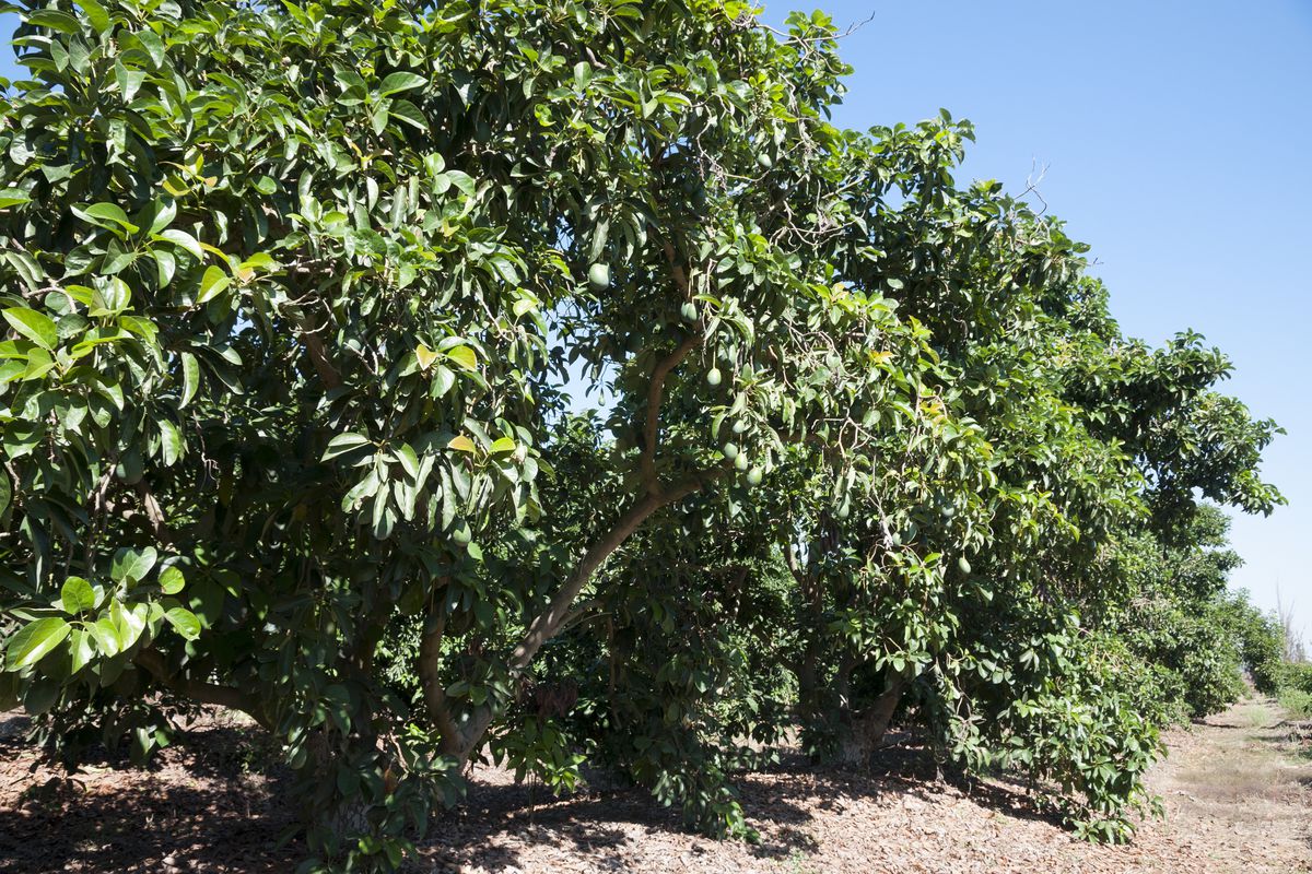 Detail Images Of Avocado Tree Nomer 5