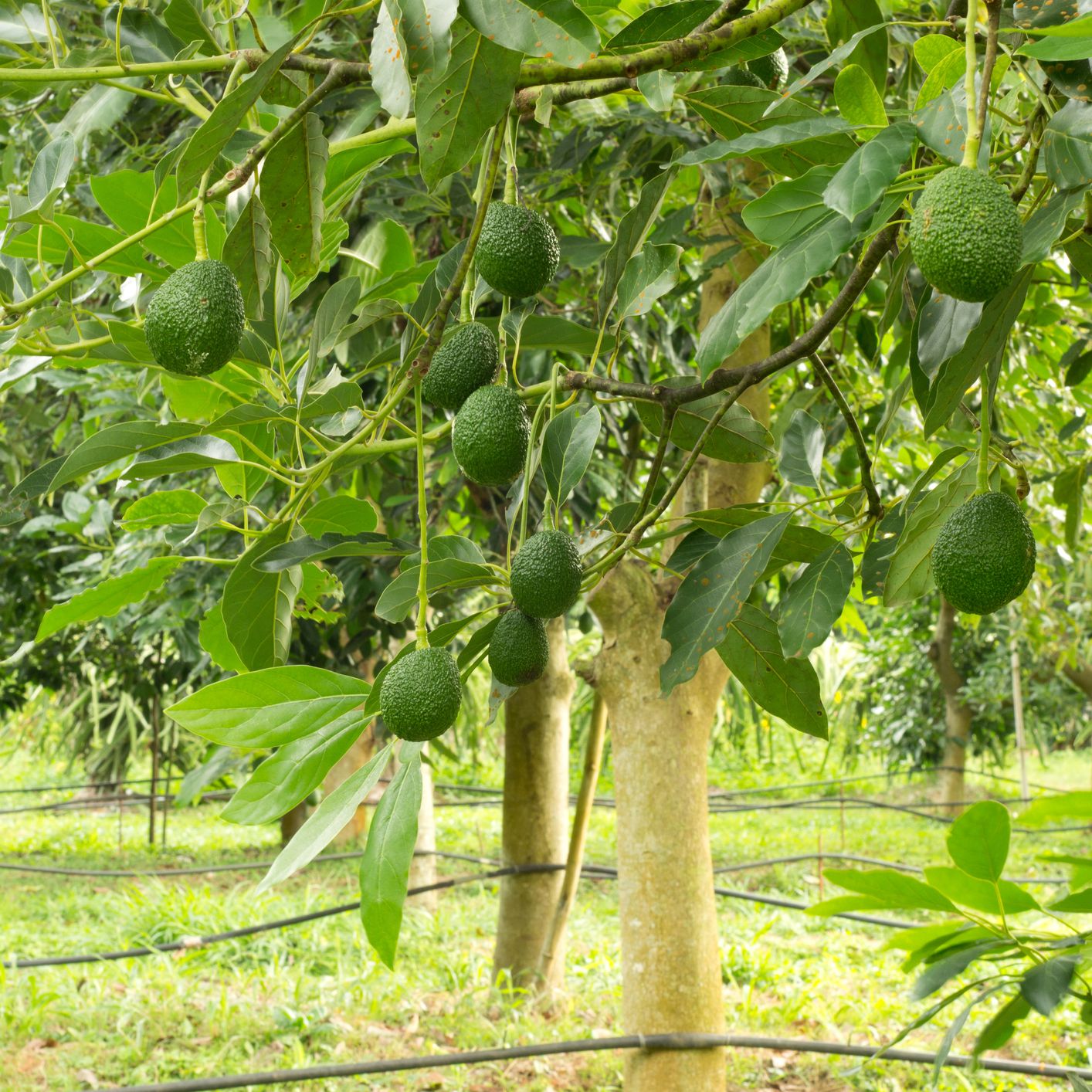 Detail Images Of Avocado Tree Nomer 41