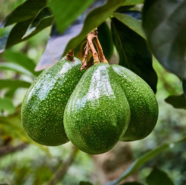 Detail Images Of Avocado Tree Nomer 6