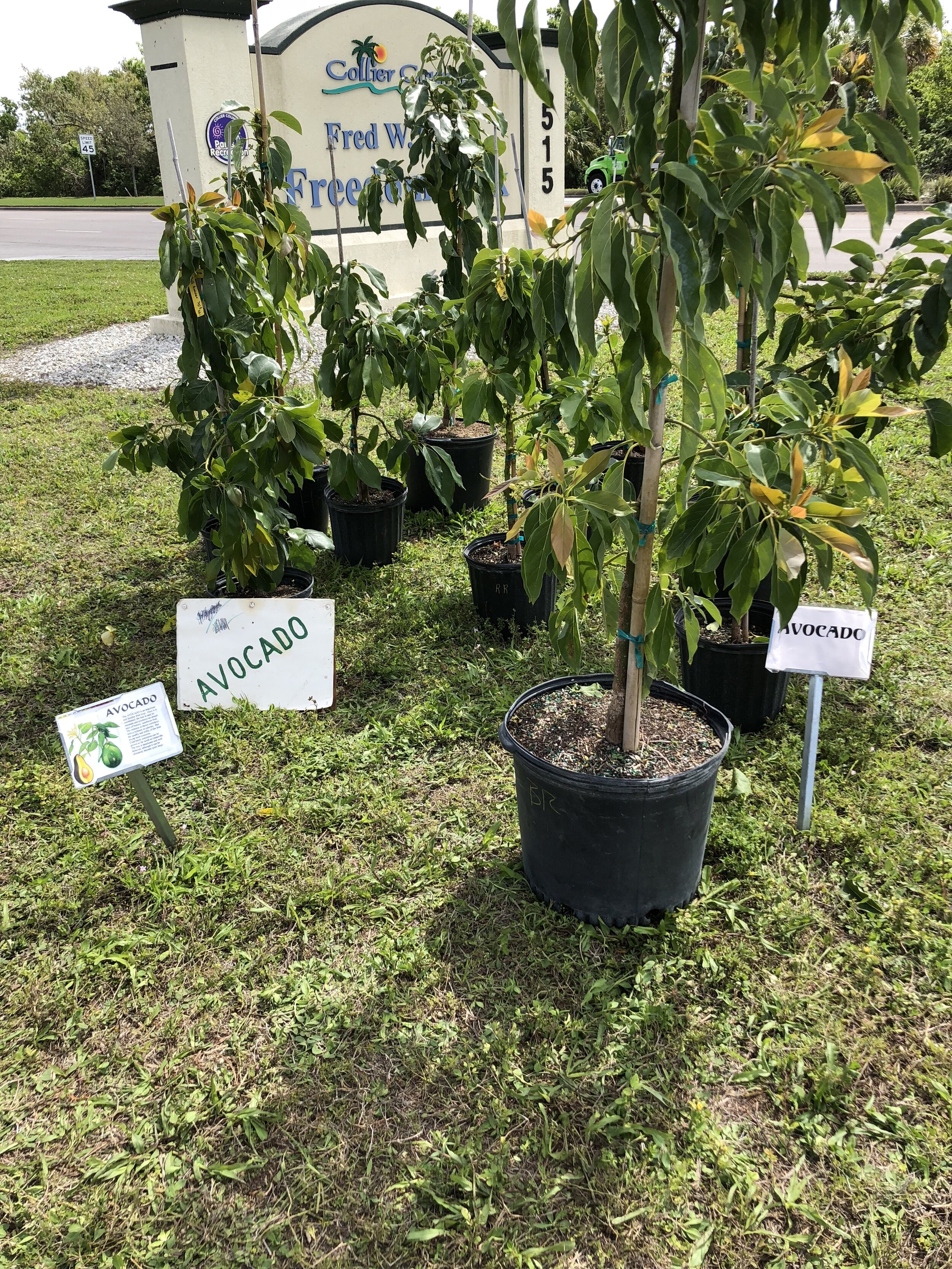 Detail Images Of Avocado Tree Nomer 50