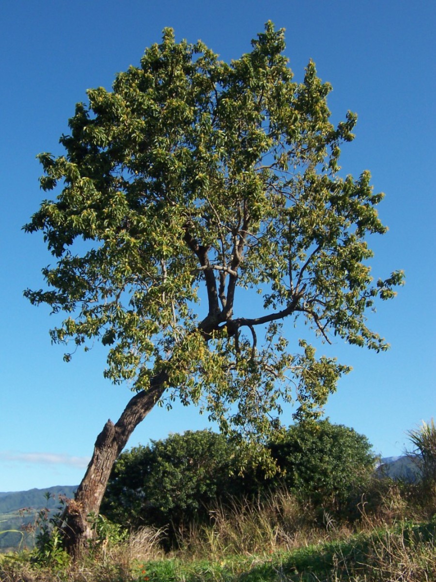 Detail Images Of Avocado Tree Nomer 51